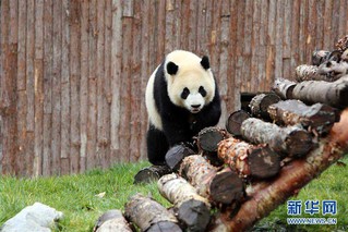 （社会）（3）甲勿海大熊猫保护研究园开园