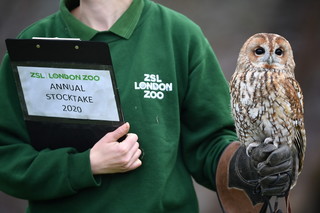 1月2日,在英国伦敦动物园,一名饲养员对灰林鸮进行盘点.