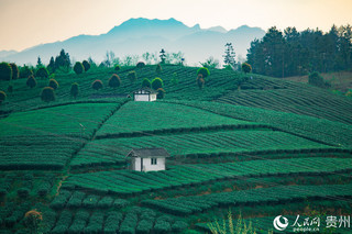 贵州湄潭:茶海碧连天 采茶正当时(高清组图)