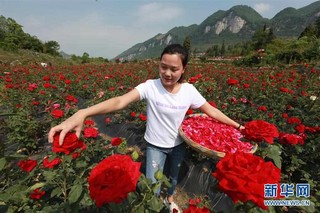 #（经济）（1）贵州毕节：“鲜花经济”助农增收