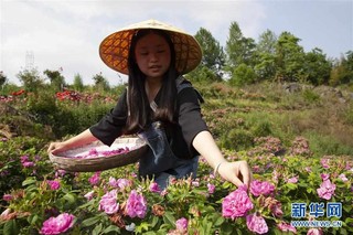 #（经济）（4）贵州毕节：“鲜花经济”助农增收