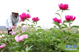 （经济）（4）河北唐山：“鲜花经济”促增收