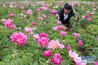 （经济）（2）河北唐山：“鲜花经济”促增收