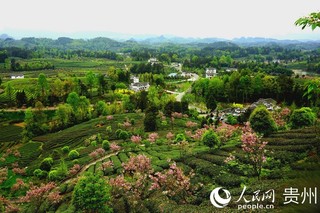 贵州湄潭县坚持生态优先，努力实现产业兴、村庄美、百姓富。 瞿欣含摄