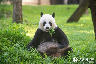 旅美高龄大熊猫 "美香"再当妈妈