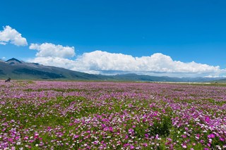 格桑花海.理塘县融媒体中心供图