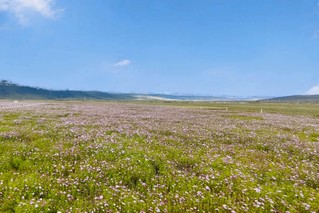 四川理塘:格桑花海 浪漫绽放