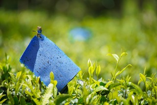 有机茶园不打农药，防虫用黏虫板。人民网王星 摄