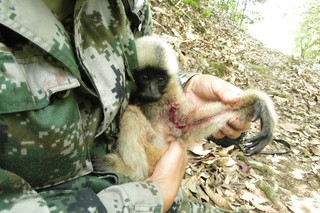 刘国庆抱着受伤的小西黑冠长臂猿。受访者供图