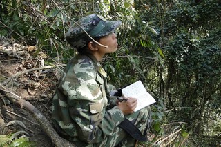 刘国庆在监测西黑冠长臂猿。受访者供图