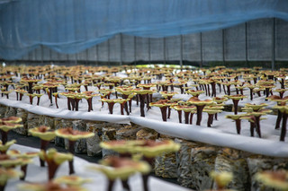 山冲村灵芝菌种植基地里即将成熟的灵芝子实体。人民网 虎遵会摄