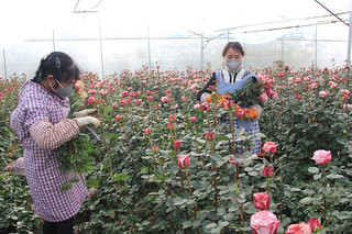 云南祥云培植特色产业，让群众端上“绿饭碗”。陈应国摄2