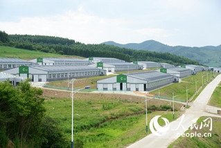 汪清吉天然农牧科技开发有限公司肉牛养殖基地。 李洋摄