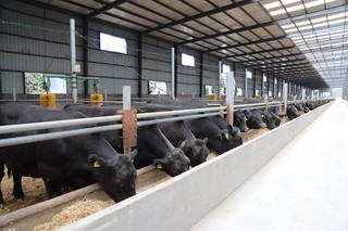 沃金黑牛养殖示范基地。（皓月集团供图）