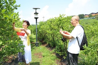 前来采摘蓝莓的游客.JPG