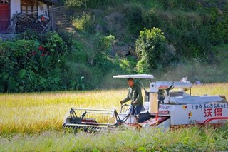 优质大米丰收福州永泰水稻收割按下“快进键”