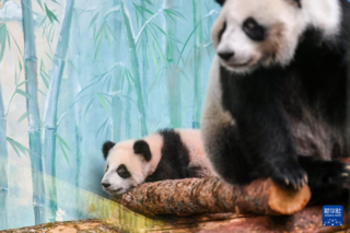 这是3月8日在俄罗斯莫斯科动物园拍摄的大熊猫“喀秋莎”（左）和妈妈“丁丁”。新华社记者 曹阳 摄