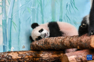 这是3月8日在俄罗斯莫斯科动物园拍摄的大熊猫“喀秋莎”。新华社记者 曹阳 摄