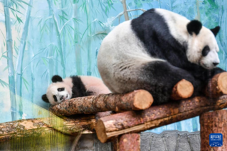 这是3月8日在俄罗斯莫斯科动物园拍摄的大熊猫“喀秋莎”（左）和妈妈“丁丁”。新华社记者 曹阳 摄