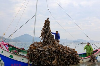 海带丰收。