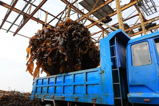 海带被轻松吊起，装在重型卡车上，然后运往加工厂