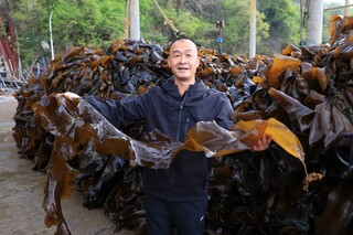 清明后，海带将迎来大丰收。