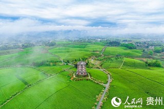 航拍贵州省遵义市湄潭县的万亩茶海景区。人民网记者 涂敏摄