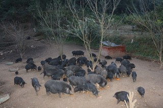 开阳县发展香猪产业。