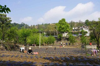 纳雍县沙包镇安乐社区，群众忙种薰衣草。 江婵 摄