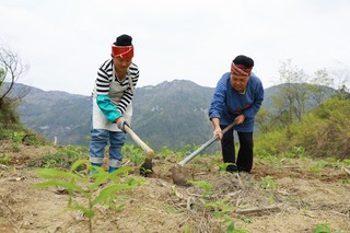 村民正在为黄精除草。刘梦摄