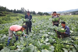务工群众正在帮忙采收莲花白。