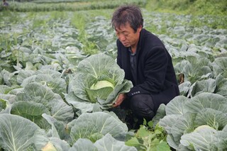 村民刘勇正在自家的蔬菜基地里采收莲花白。