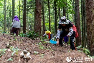 纳雍县国有化作林场内，村民们正在采收成熟的红托竹荪。人民网记者 涂敏 摄 .jpg