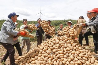 颗颗个头匀称、饱满的马铃薯摆满了田间地垄。受访者供图