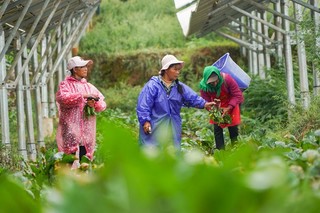 在威宁自治县麻乍镇乐利村“农光互补”产业基地，务工群众在把刚采收红菜薹装车转运。（赵庆能 摄）