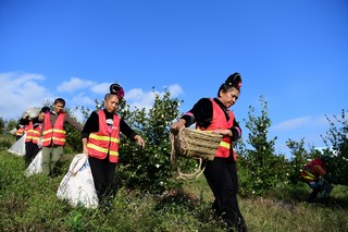 村民在颐光山林油茶生态园采摘油茶果。