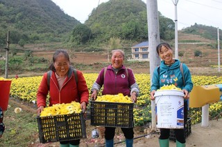 图为：看着丰收的菊花，村民们个个喜笑颜开