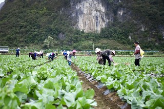 务工群众正在管护有机花