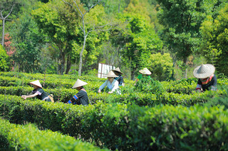 景谷镇马厩茶农正在采茶。钱雯琳摄