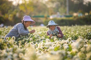 村民正在采摘滁菊。赵辰摄。