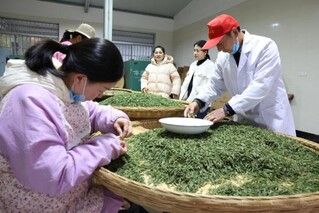 工人们正忙着分拣、包装新采的小兰花精品茶。