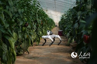 在山东寿光市的蔬菜大棚内，机器狗正巡检蔬菜生长情况。人民网记者 王天乐摄