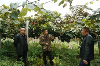 安文忠（左二）和农户在查看猕猴桃挂果状况。受访者供图