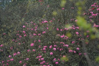 盛开的杜鹃花。黄源汇摄