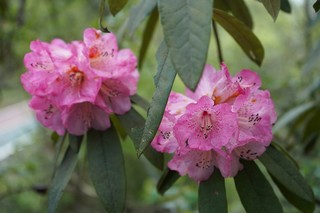 盛开的杜鹃花。黄源汇摄