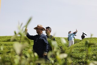 正大生态茶园内，游客举起手机观光打卡     杨子依摄.jpg