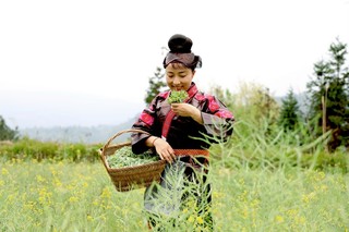 周启英正在采摘新鲜的清明菜。.jpg