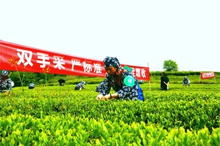 采茶选手正全神贯注的采茶 陈亮 摄.jpg