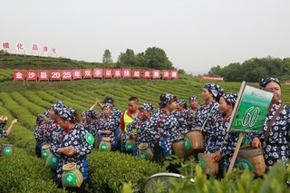 在金沙县2025年双手采茶技能竞赛决赛现场，身着统一服饰、佩戴号码牌的采茶选手们齐聚茶园，手持竹篮，蓄势待发，展现出专业风采与竞赛热情。 陈亮 摄.jpg