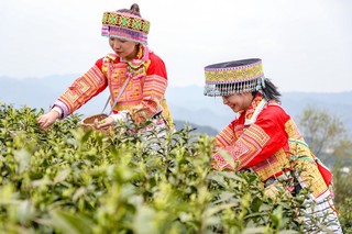 采茶也成为茶场的一道风景。